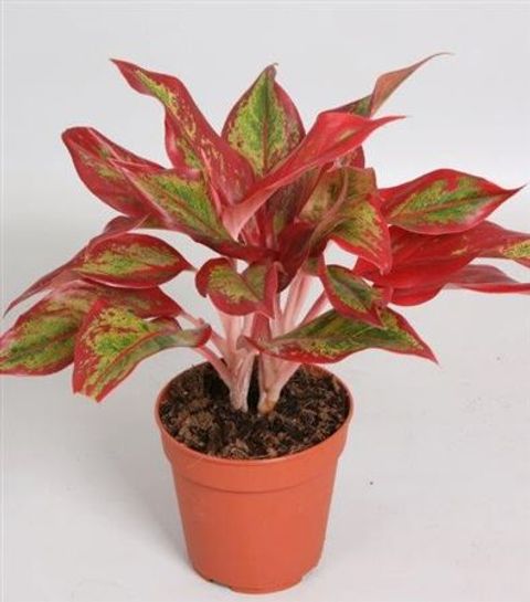 Aglaonema 'Crete Flame'