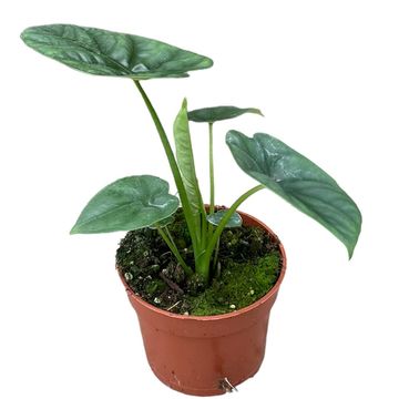 Alocasia 'Lukiwan'