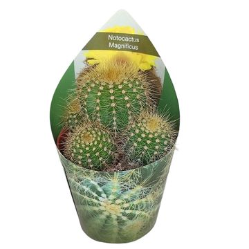 Notocactus magnificus