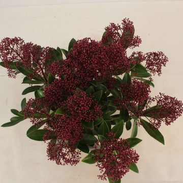 Skimmia japonica 'Rubella'