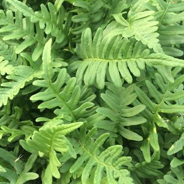 Polypodium vulgare