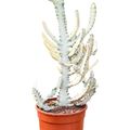 Euphorbia lactea 'Ghost'