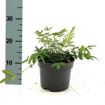 Sanguisorba officinalis 'Pink Tanna'