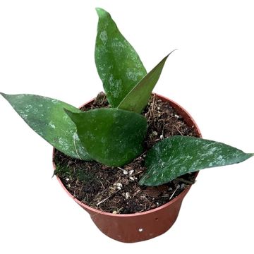 Hoya caudata