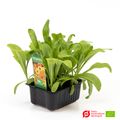 Calendula officinalis