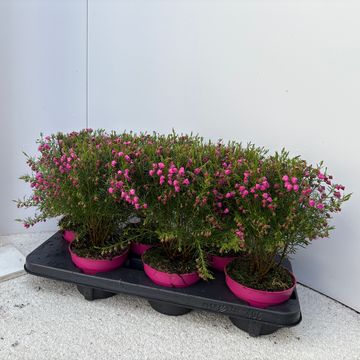 Boronia heterophylla 'Lipstick'