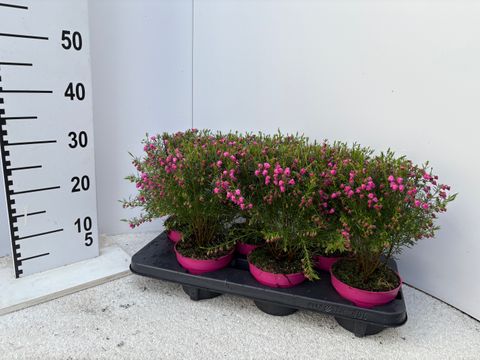 Boronia heterophylla 'Lipstick'