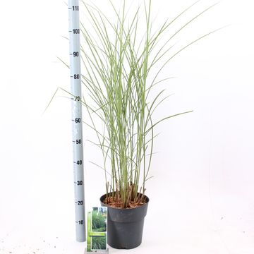 Miscanthus sinensis 'Gracillimus'