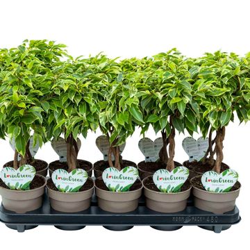 Ficus benjamina BUSHY KING