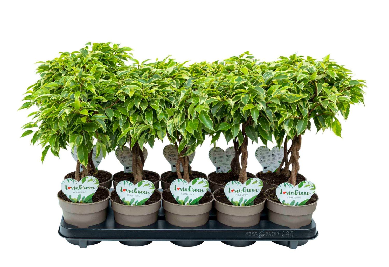 Ficus benjamina BUSHY KING — Groothandel in planten FlorAccess