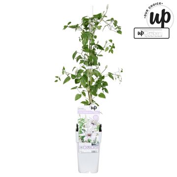 Clematis SAMARITAN JO (EL)