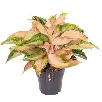 Aglaonema 'Guave Pink'