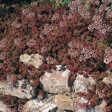 Sedum album 'Coral Carpet'