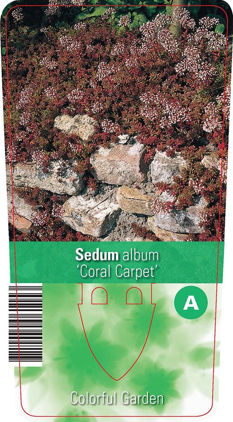 Sedum album 'Coral Carpet'