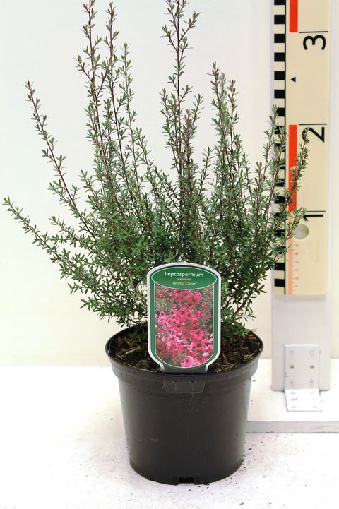 Leptospermum scoparium 'Winter Cheer'