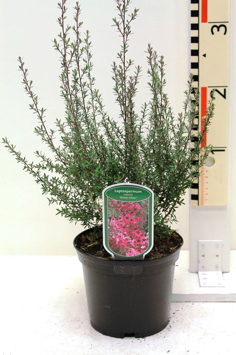 Leptospermum scoparium 'Winter Cheer' — Plant Wholesale FlorAccess