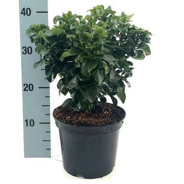 Ligustrum japonicum 'Rotundifolium'