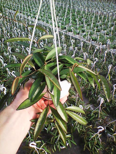 Hoya longifolia 'China Beans'