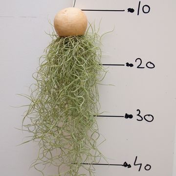 Tillandsia usneoides