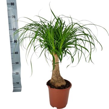 Beaucarnea recurvata