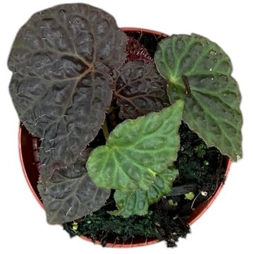 Begonia 'Black Mountain'