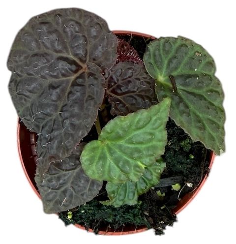 Begonia 'Black Mountain'