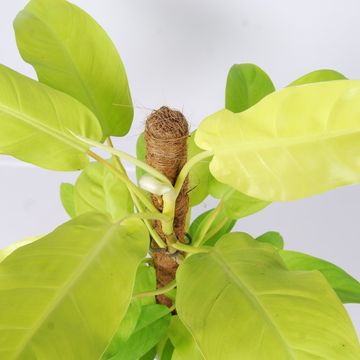 Philodendron 'Malay Gold'