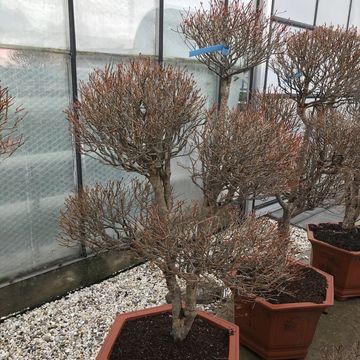 Enkianthus perulatus