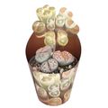 Lithops