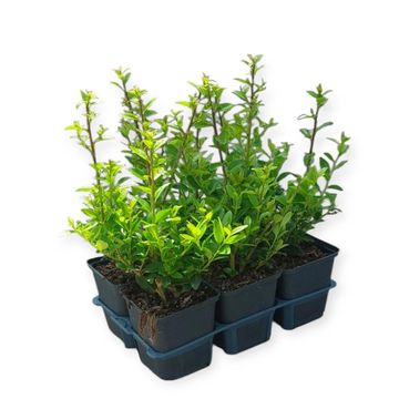 Ilex maximowicziana kanehirae