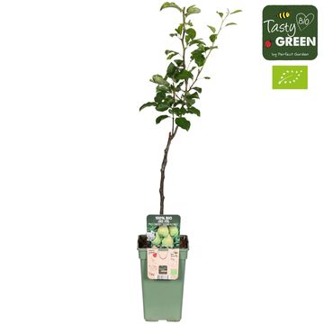 Pyrus communis 'Doyenné du Comice'