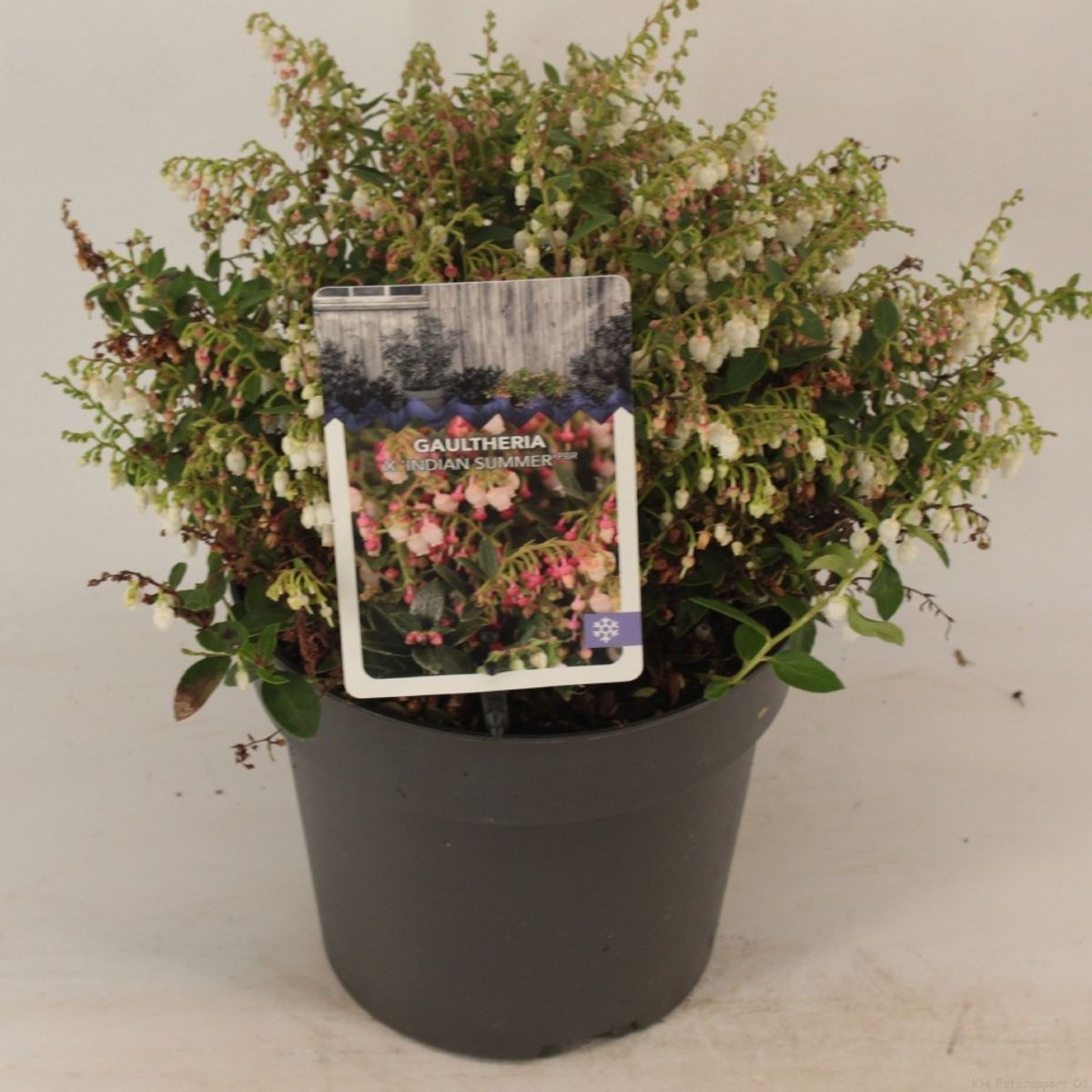 Gaultheria procumbens 'Indian Summer' — Plant Wholesale FlorAccess