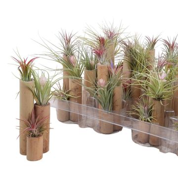 Arrangement Tillandsia