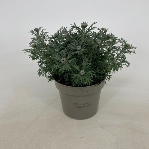 Rhodanthemum 'Casablanca'