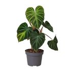 Philodendron verrucosum