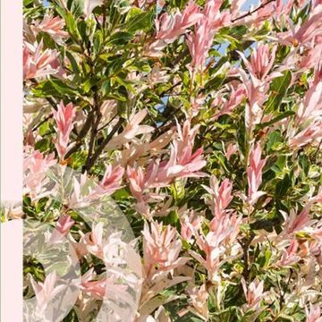 Ива integra 'Хакуро-нишики'