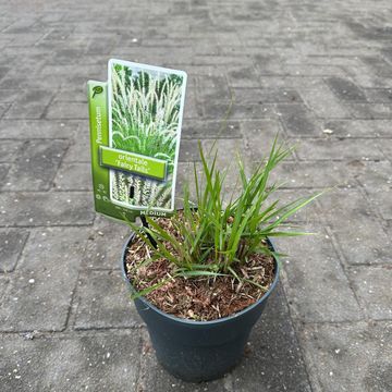 Pennisetum 'Fairy Tails'