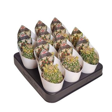 Mammillaria eichlamii