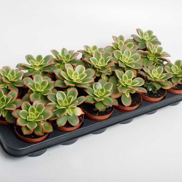 Aeonium 'Kiwi'