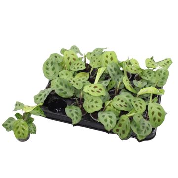 Maranta leuconeura 'Kerchoveana'