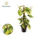 Philodendron scandens 'Brasil'