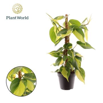 Filodendro scandens 'Brasil'