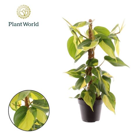 Filodendro scandens 'Brasil'