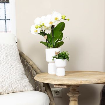 Pot KOLIBRI HOME TROPHY