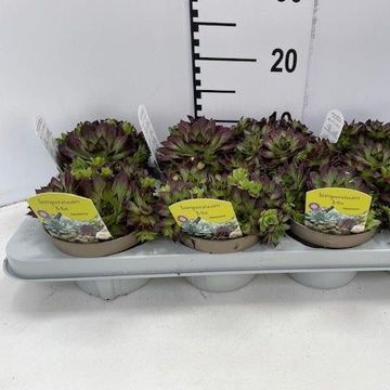 Sempervivum MIX