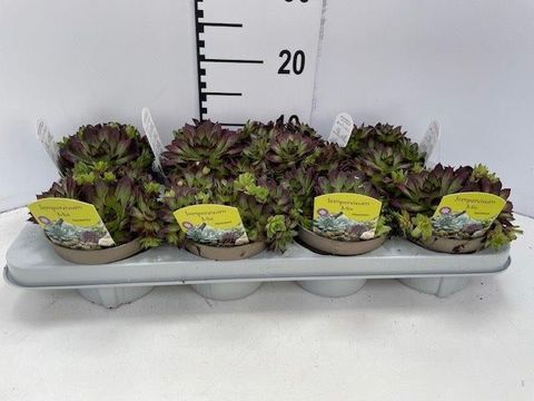 Sempervivum MIX