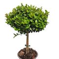Myrsine africana