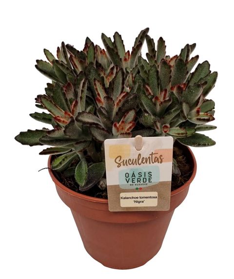 Kalanchoe tomentosa 'Nigra'