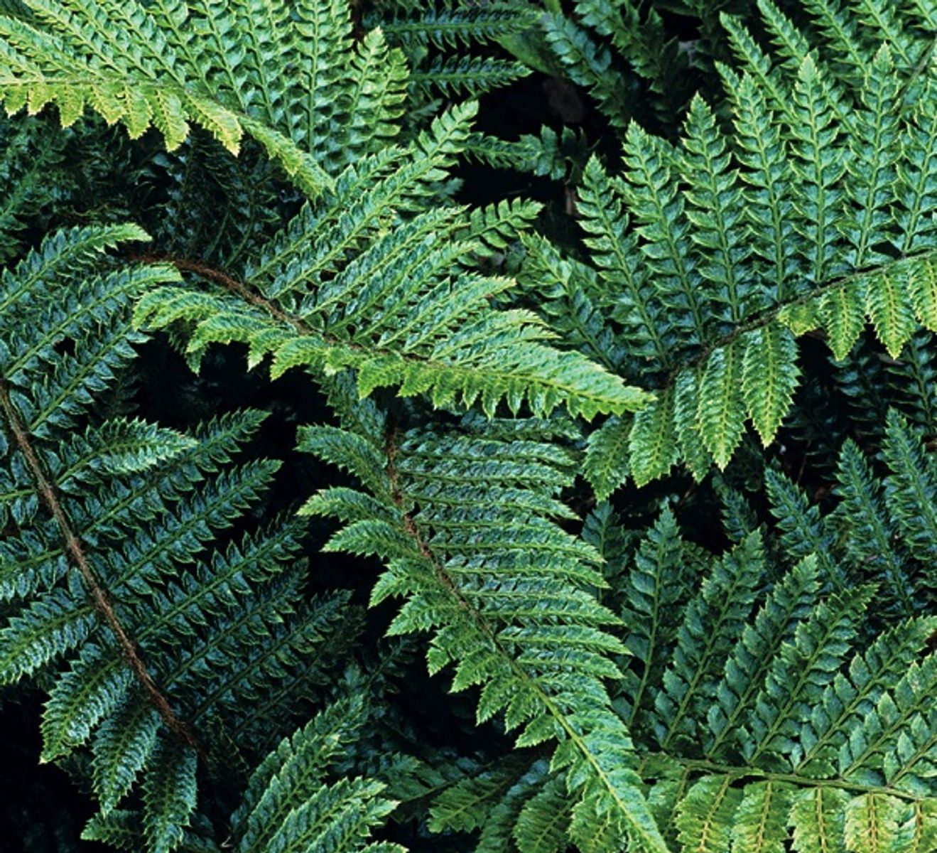 Polystichum acrostichoides — Plant Wholesale FlorAccess