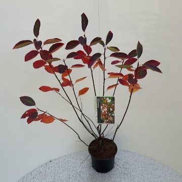 Amelanchier lamarckii